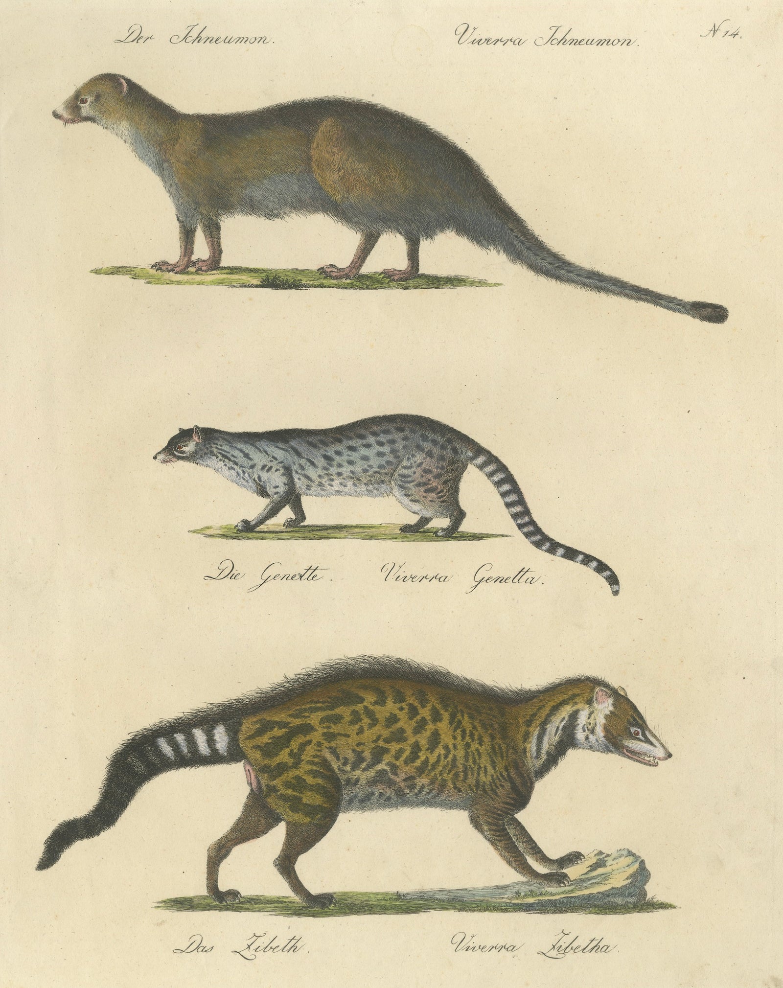 Egyptian Mongoose, Genet & Civet, Brodtmann Natural History Lithograph, 1816
