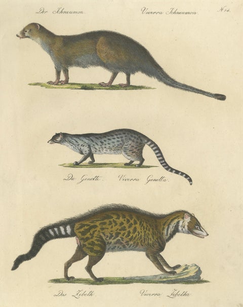 Egyptian Mongoose, Genet & Civet, Brodtmann Natural History Lithograph, 1816