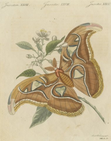 Atlas Moth on a Flowering Branch, Antique Bertuch Print, Vienna, circa 1805
