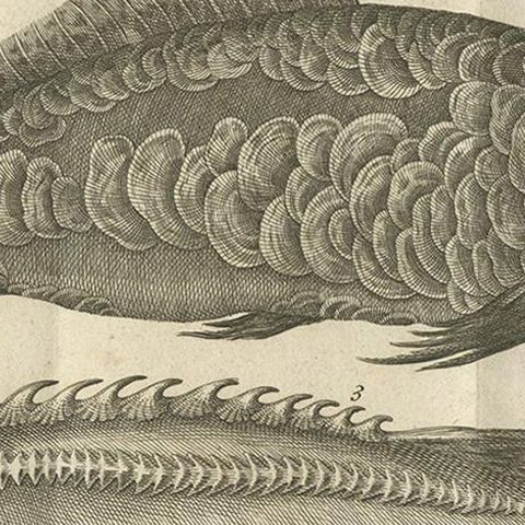 Antique Print of a Catfish and other Fish Species by Salmon, 1737, close-up 2