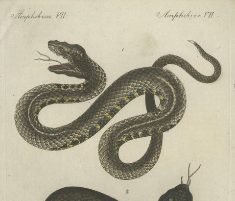 Antique Handcolored Engraving of Snakes, c.1800, close-up 1