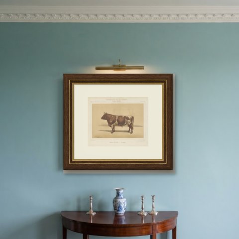 Ayrshire Bull, Scottish Cattle Chromolithograph by Olivier de Penne, 1863, shown framed on a wall