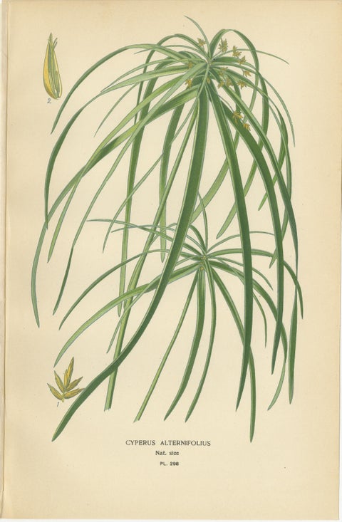 Cape Pondweed, Umbrella Plant & Bulrush, Antique Botanical Prints c.1897, view 4