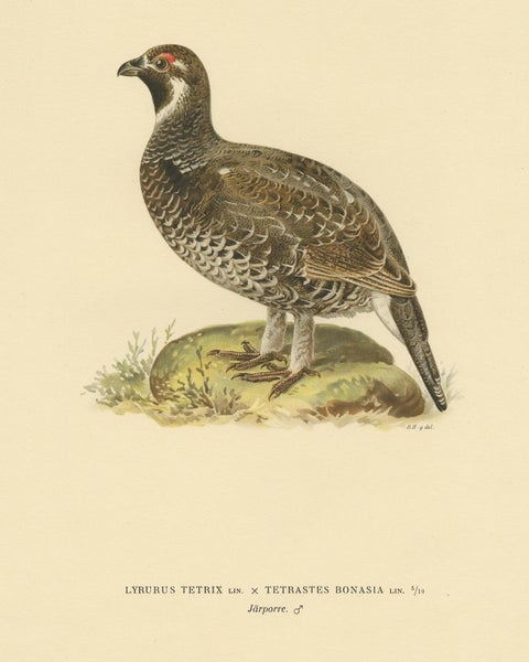 Antique Bird Print of the Hazel Grouse by Von Wright '1927', view 4