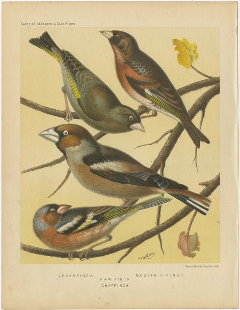 Antique Bird Print of Greenfinch, Haw Finch, Mountain Finch and Chaffinch, view 2