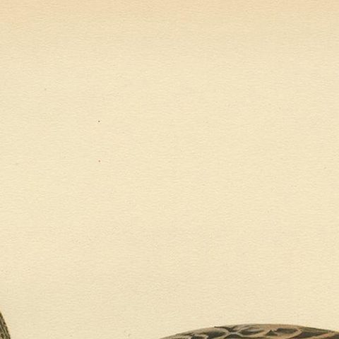 Antique Bird Print of a Female Domestic Duck by Von Wright, '1929', close-up 1