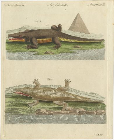 Crocodiles with an Egyptian Pyramid, Antique Bertuch Print, Vienna, circa 1805, view 2