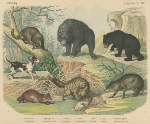 Antique Grizzly and Black Bear Print with Wolf, Fox and Raccoon, circa 1890