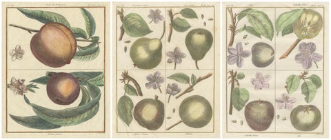 Vintage Botanical Fruit Prints of Apples, Pears and Peaches, Engravings of c1820, view 2