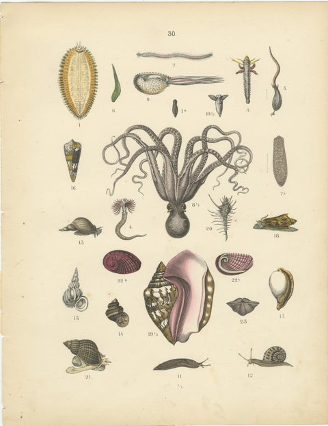 Molluscs & Marine Invertebrates Print: Octopus, Slug, Snails, Conch, 1867, view 2