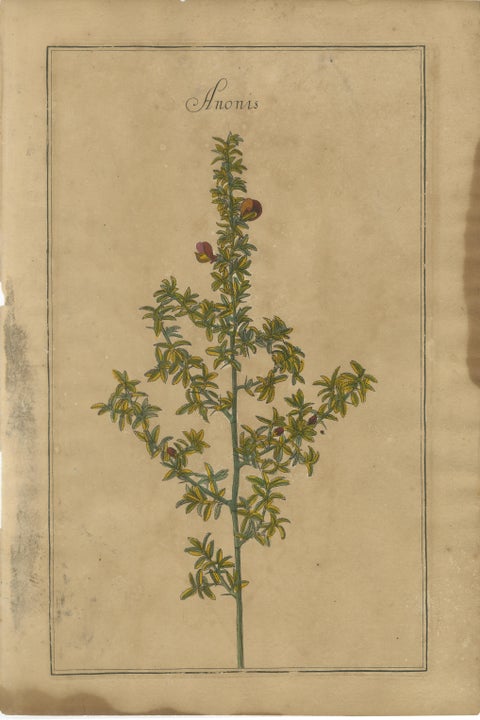 Decorative Set of 3 Antique Botanical Prints, Wildflowers of Leipzig 1690s, view 2