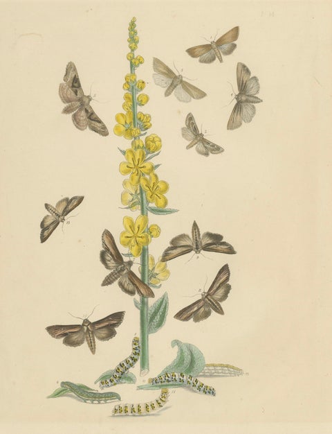 British Moths and Caterpillars on Mullein, Humphreys & Westwood, 1845, close-up 1