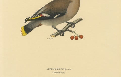 Bohemian Waxwing with Berries, Swedish Bird Lithograph, 1929, close-up 4