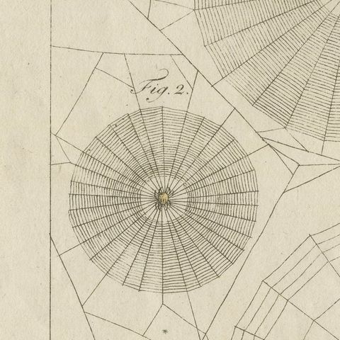 Spider Webs with Hatching Spiderlings, Antique Bertuch Print, circa 1805, close-up 4