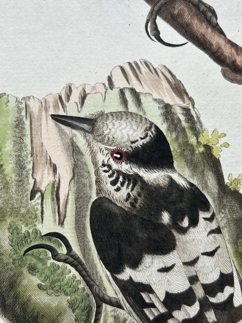 Lesser Spotted Woodpecker, Picus Varius Minor, c.1809, view 8