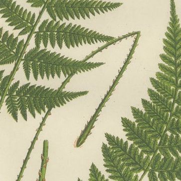 European Quillwort and Creeping Pillwort, Botanical Triptych, 1873, close-up 2