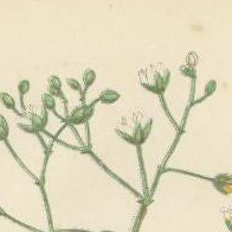 Antique Botany Print of Corn Spurrey, c.1860, close-up 1