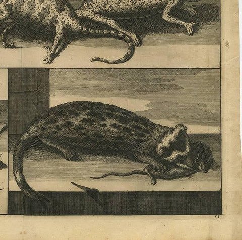Antique Engraving of Chameleons and Rodents, Circa 1700, view 5