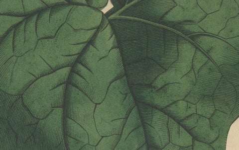 Martynia Proboscidea (Unicorn Plant), Hand-Colored Botanical Engraving, ca.1825, close-up 1