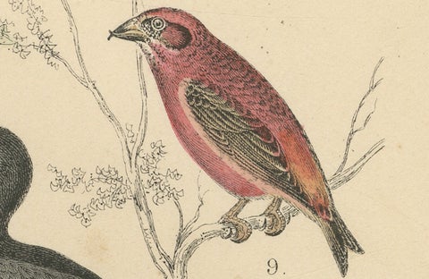 Songbirds & Tropical Birds Print: Hornbill, Bee-eater, Crow, Antique 1867, close-up 5