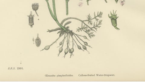 Antique English Botanical Print, Callous-Fruited Water-Dropwort c.1902, close-up 5