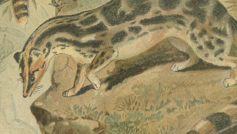 Linsangs, Rare Antique Asian Mammal Print, Victorian Zoology, 1894, close-up 4