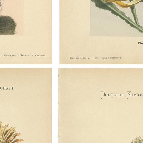 Set of 4 Antique Cactus Prints, Echinopsis Calochlora, Schumann, circa 1900, close-up 2