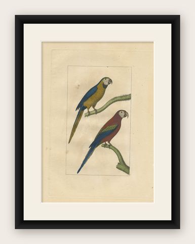 Hand Colored Antique Bird Print of Parrots, shown framed