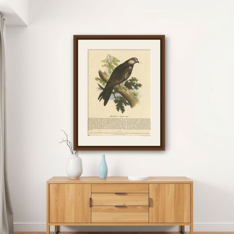 The Kite, Bird of Prey, Antique Wood Engraving, circa 1860, shown framed on a wall