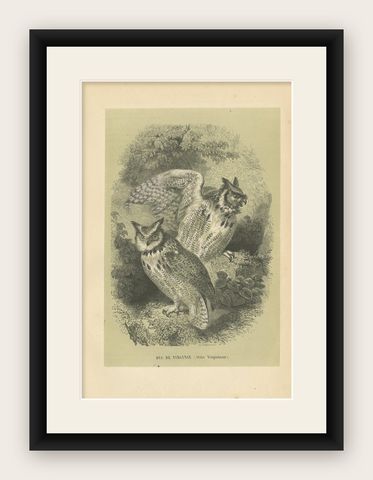 Antique Bird Print of the Great Horned Owl, 1853, shown framed