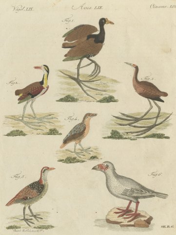 Jacanas and Wading Birds with Long Toes, Antique Bertuch Print, circa 1805