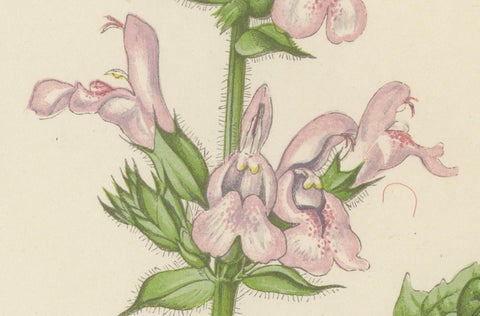 Blue Bellflower and Moroccan Sage, Hand-Coloured Botanical Print, 1874, close-up 2