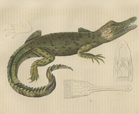 Old Hand-colored Print of a Cuban Crocodile, close-up 1