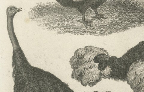 Rare Copperplate Engraving of the Extinct Dodo and an Ostrich, 1805, close-up 2