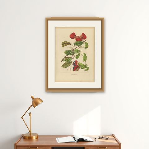 Original Antique Botanical Chromolithograph of Chinese Sterculia, c. 1880, shown framed on a wall