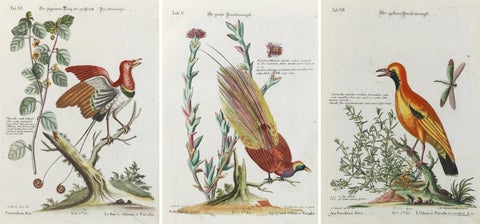 Stunning Birds of Paradise from Seligmann's Rare Birds Collection (1770-1773), view 5