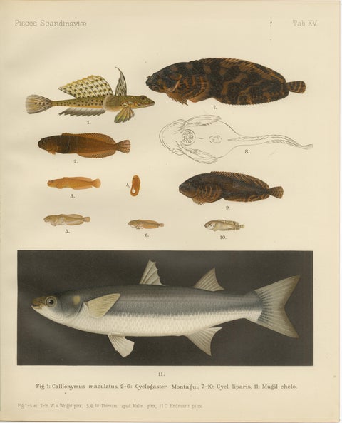 Spotted Dragonet, Montagu’s Sucker, Liparis, Thicklip Grey Mullet - Fish Prints, view 2