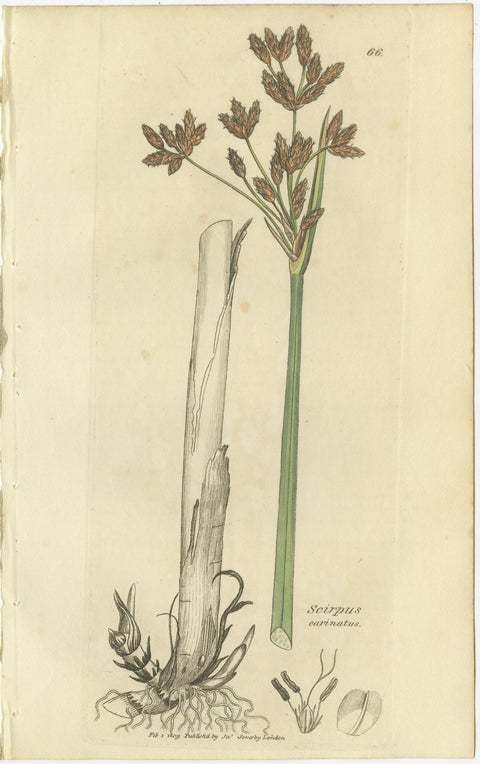 Set of 8 Antique Botanical Engravings of Bulrush, Cottongrass & Arrowgrass, 1830, view 3