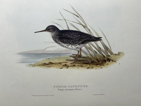 Antique Bird Print of the Purple Sandpiper by Gould, 1832, view 3
