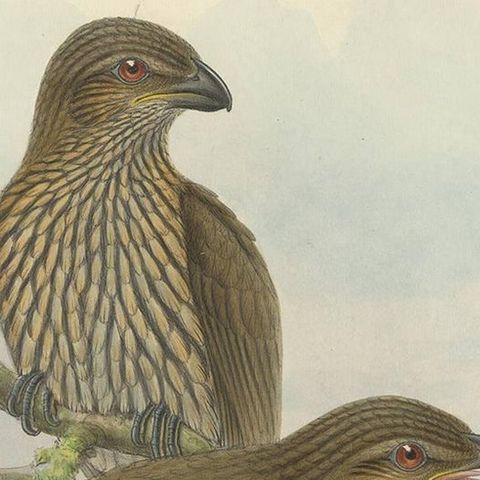 Antique Bird Print of the Tooth-Billed Bower-Bird by J. Gould, circa 1875, close-up 1