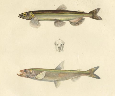 Original Antique Hand-colored Fish Print of the Whiting, Merling & Saithe, 1842, close-up 4