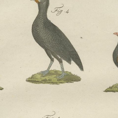 Antique Print of a Wild Turkey, Pheasant, Helmeted Guineafowl and Curassow Bird, close-up 2