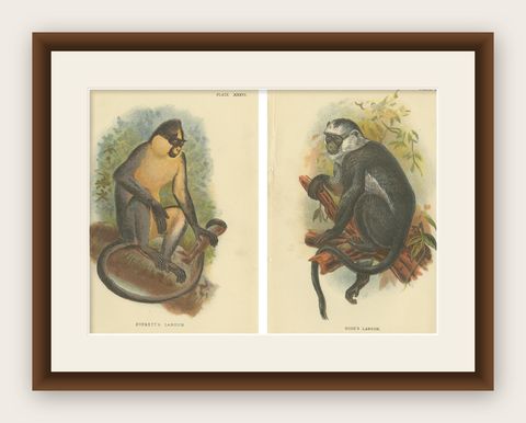 Set of 2 Antique Prints of Langur Monkey Species by Lloyd, circa 1894, shown framed