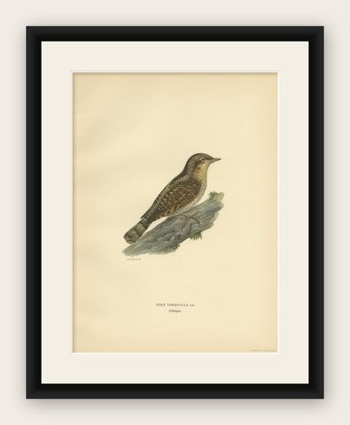 Antique Bird Print of the Eurasian Wryneck, 1927, shown framed