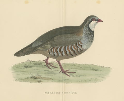Original Antique Print of a Red-Legged Partridge 'with Centre Fold', view 3