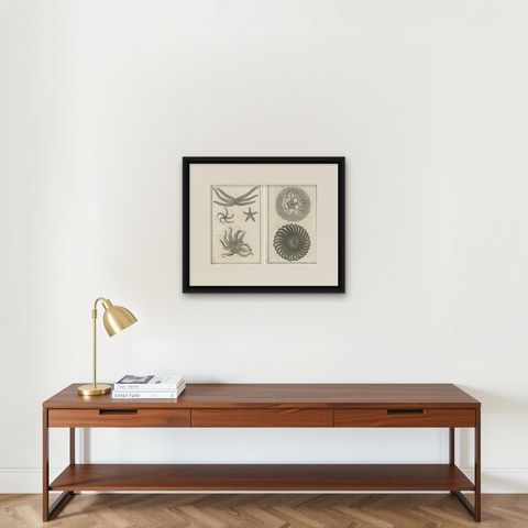 Decorative Antique Marine Prints, Pair of Starfish & Echinoderms, c.1770, shown framed on a wall