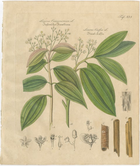 Antique Cinnamon Botanical Print, Laurus Cinnamomum & cassia, c.1831, view 2