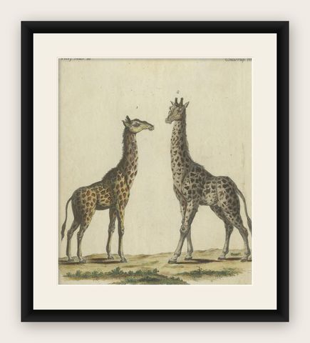 Antique Handcolored Engraving of Giraffes, c.1800, shown framed