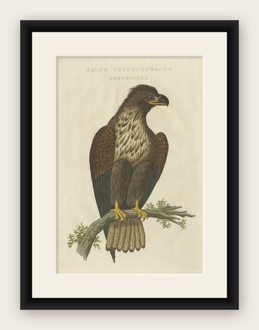 White-Tailed Eagle, Falco Leucocephalus Hornotinus, Antique Bird Print c.1829, shown framed