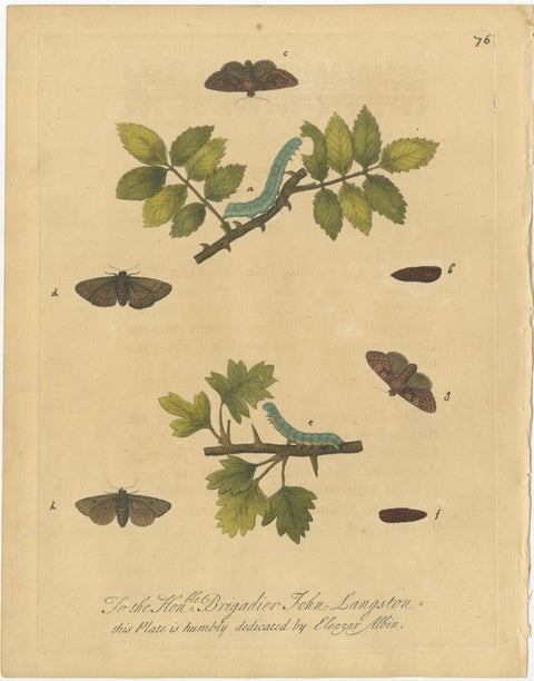 Antique Entomology Prints, English Insects on Oak, Bramble & Willow, Albin 1720, view 4